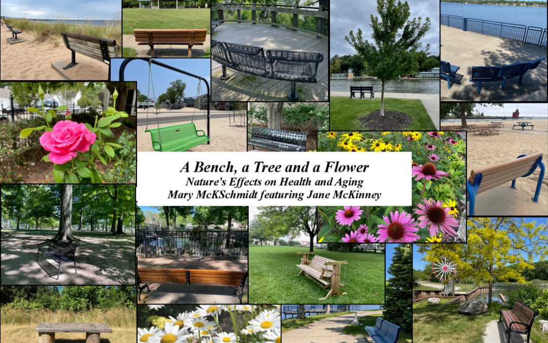 “A Bench, a Tree and a Flower”