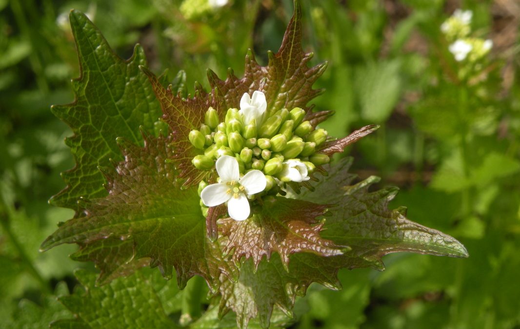 Pretty but Poisonous to the Dunes