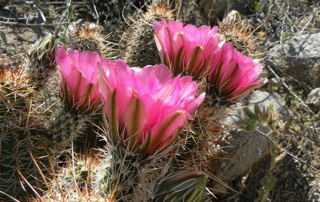 Presence of the Divine