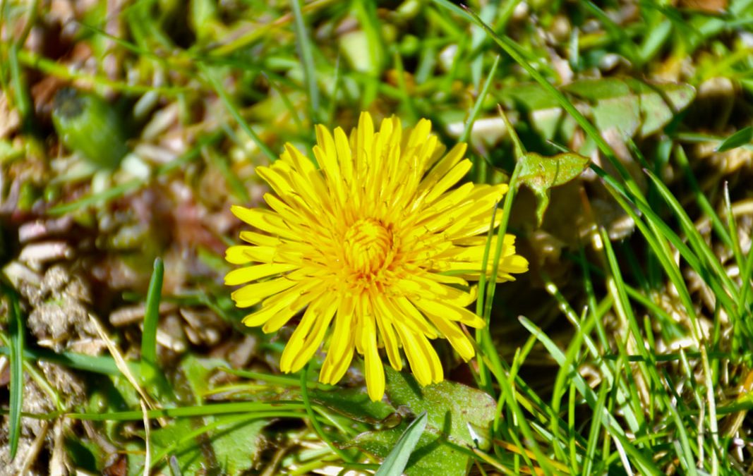 The Dandelion is Her Favorite