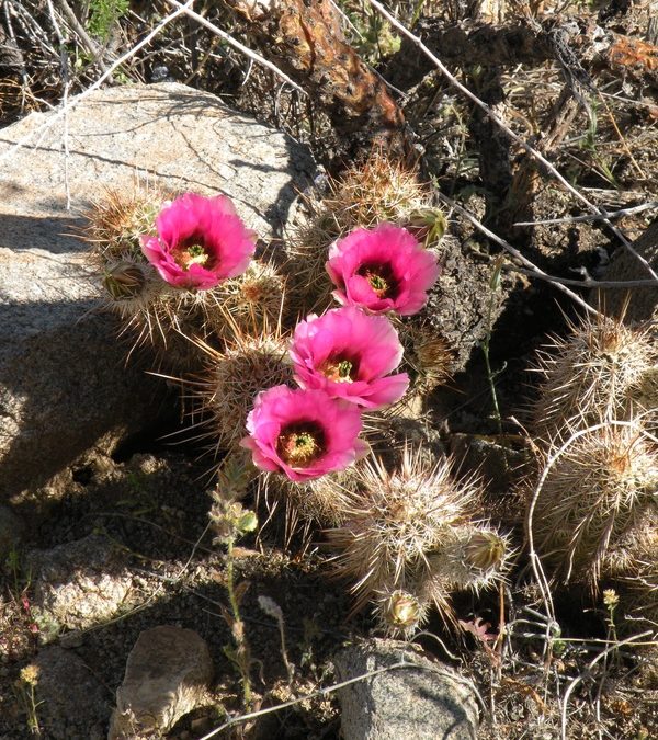 A Thought from Wasson Peak