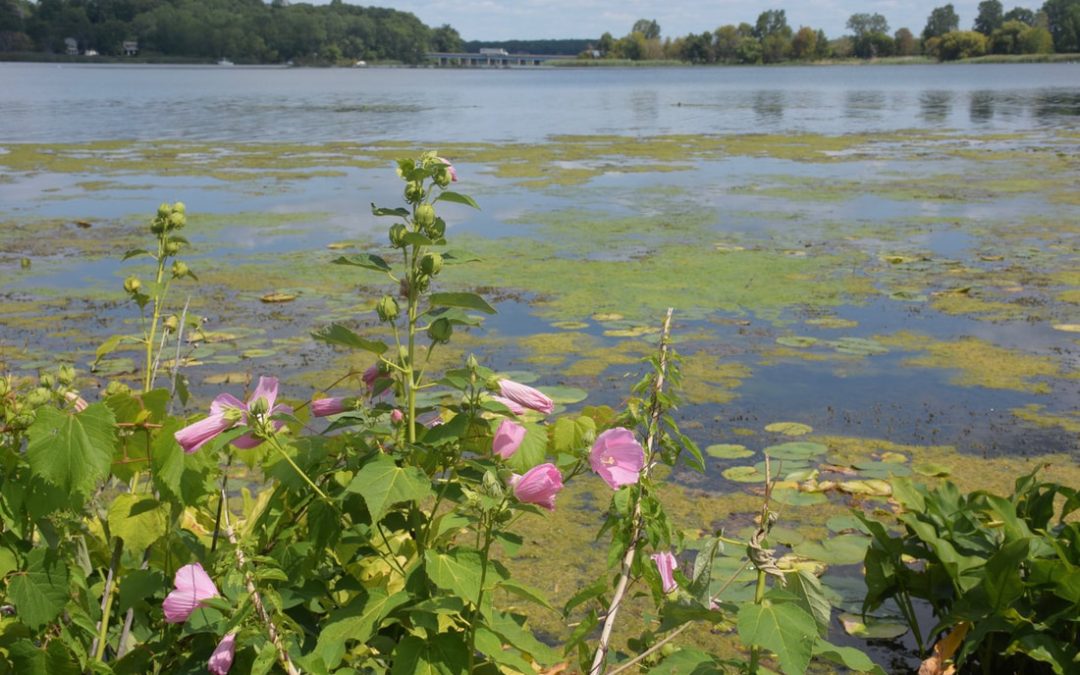 Why Am I Marching Tomorrow?
