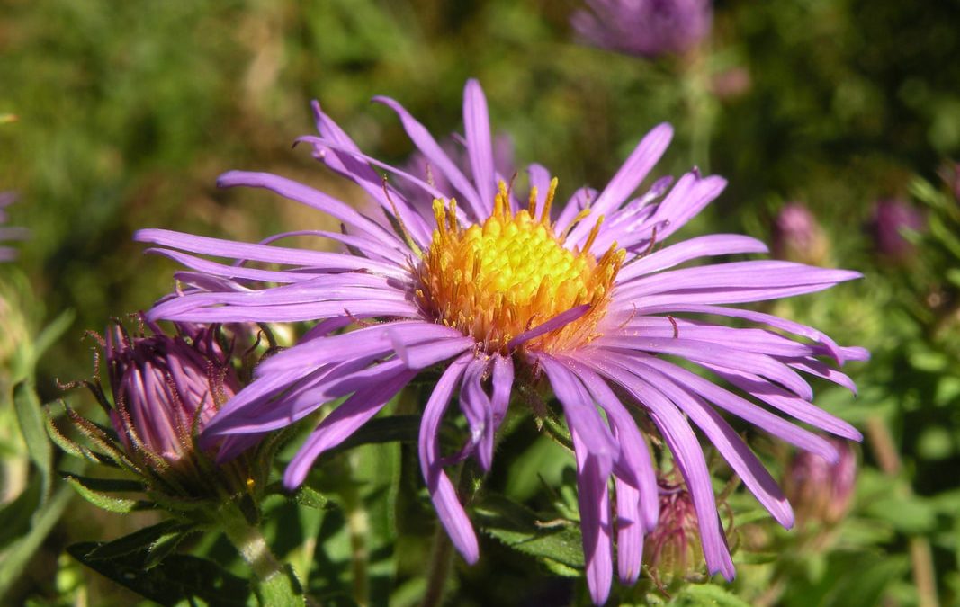 Reflecting on the Woman Who Wore Purple