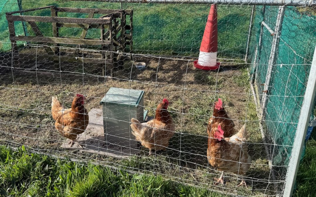 While Staying on the Farm Outside Dingle