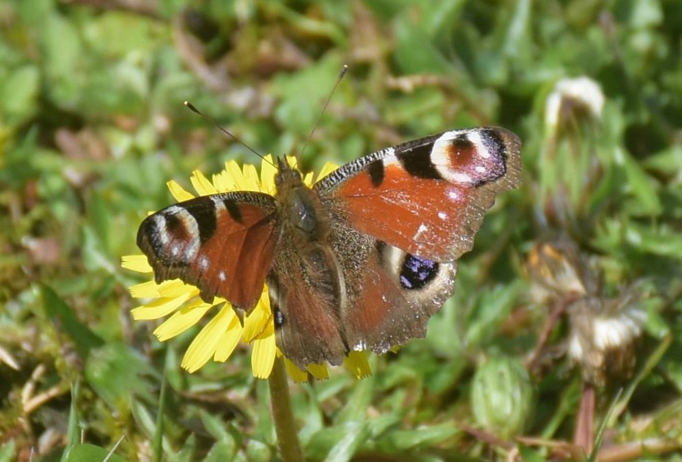 Chasing Irish Butterflies