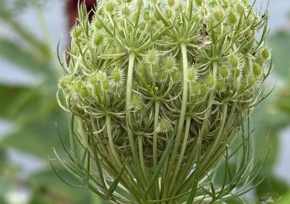 Queen Anne’s Lace