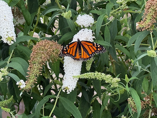 Monarch butterfly, White Admiral, Painted Lady