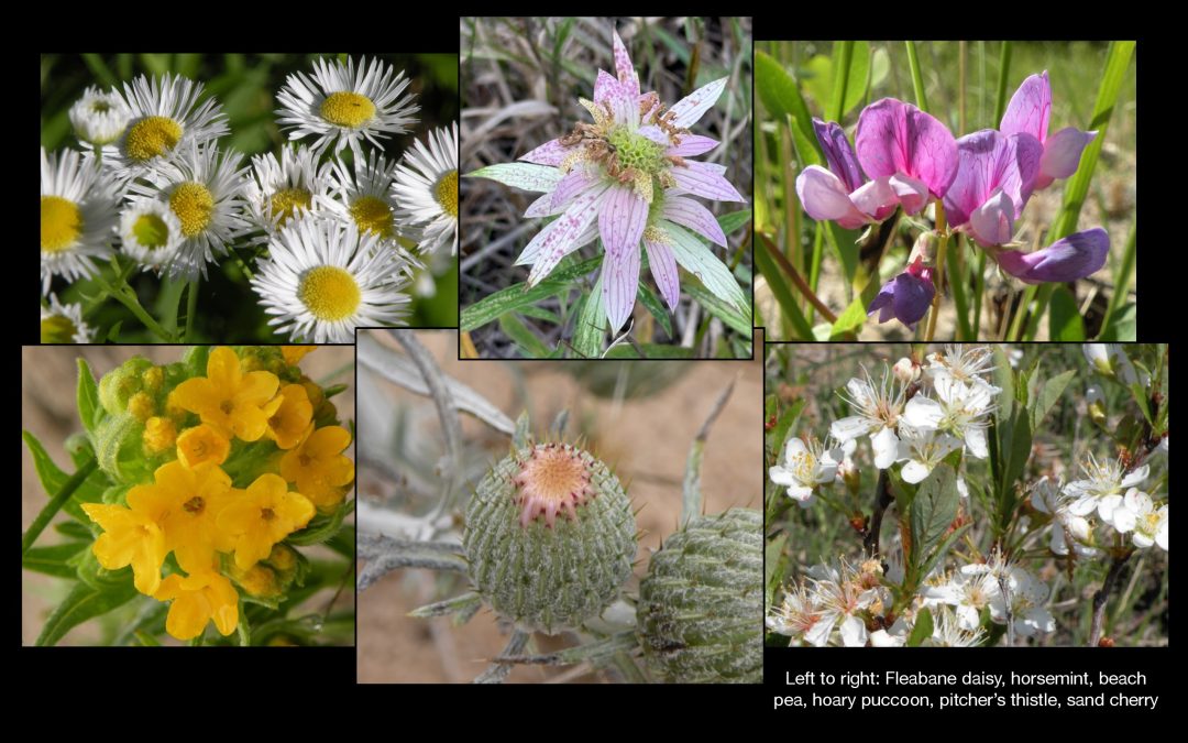 Nature’s Dune Gardens